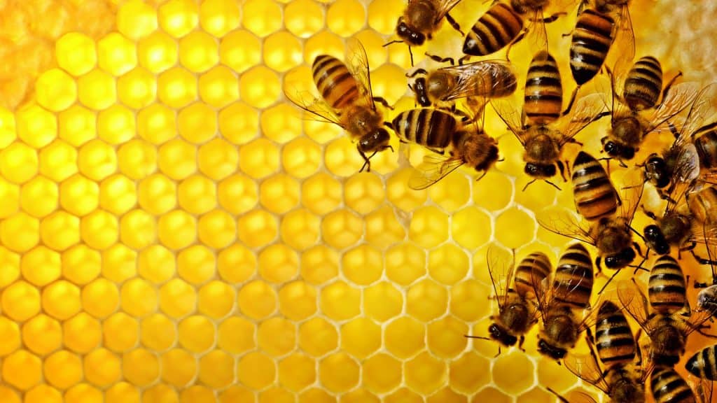 local honey benefits